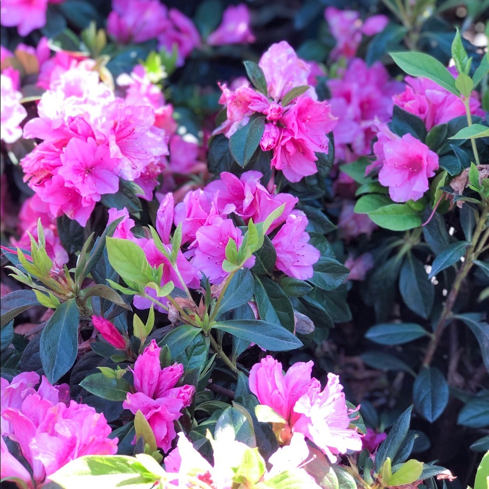 Meet your Posher, Leslie